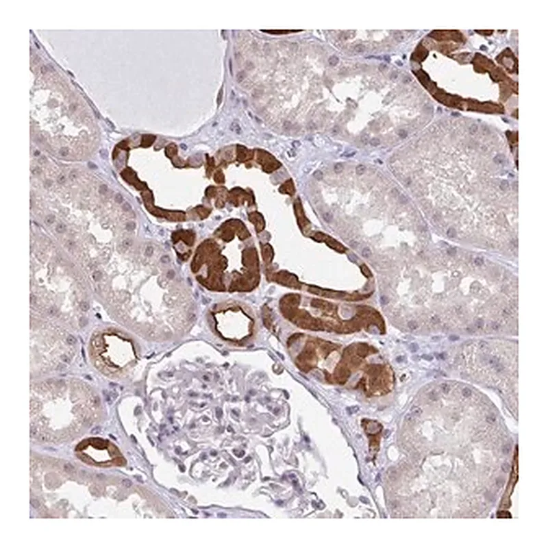 Merck Anti-RBM18 antibody produced in rabbit