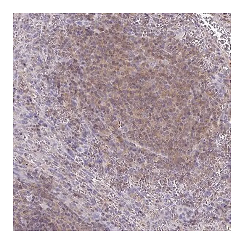 Merck Anti-TNFAIP8 antibody produced in rabbit