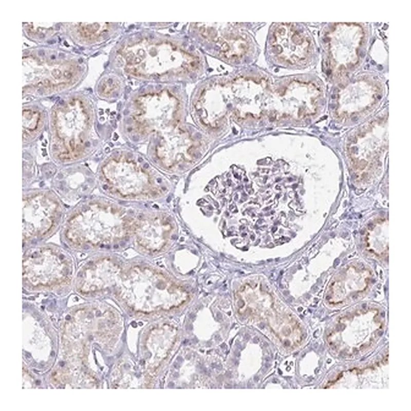 Merck Anti-IGSF5 antibody produced in rabbit