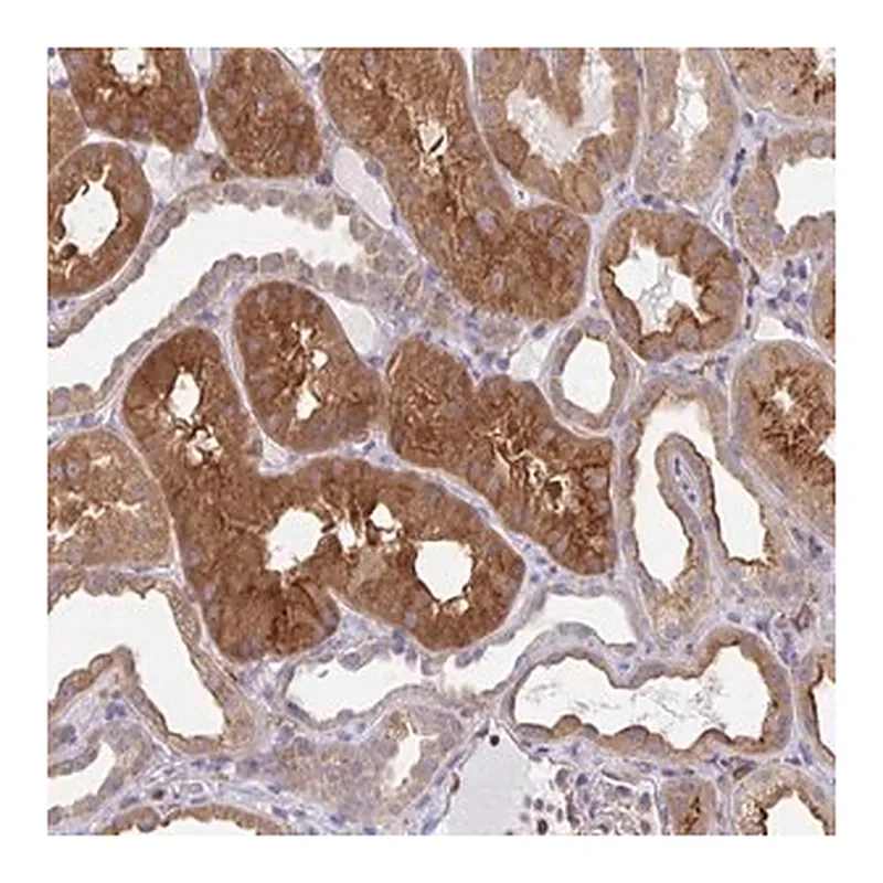 Merck Anti-SNX8 antibody produced in rabbit