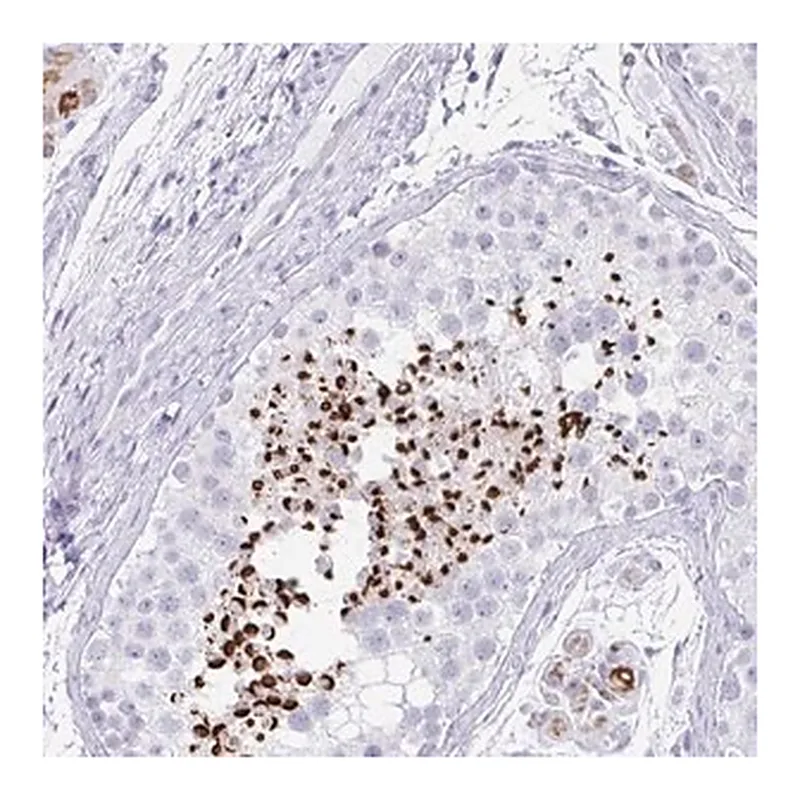 Merck Anti-RLF antibody produced in rabbit