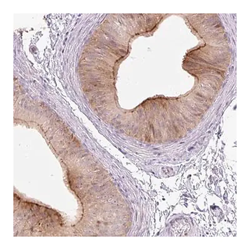 Merck Anti-VPS25 antibody produced in rabbit