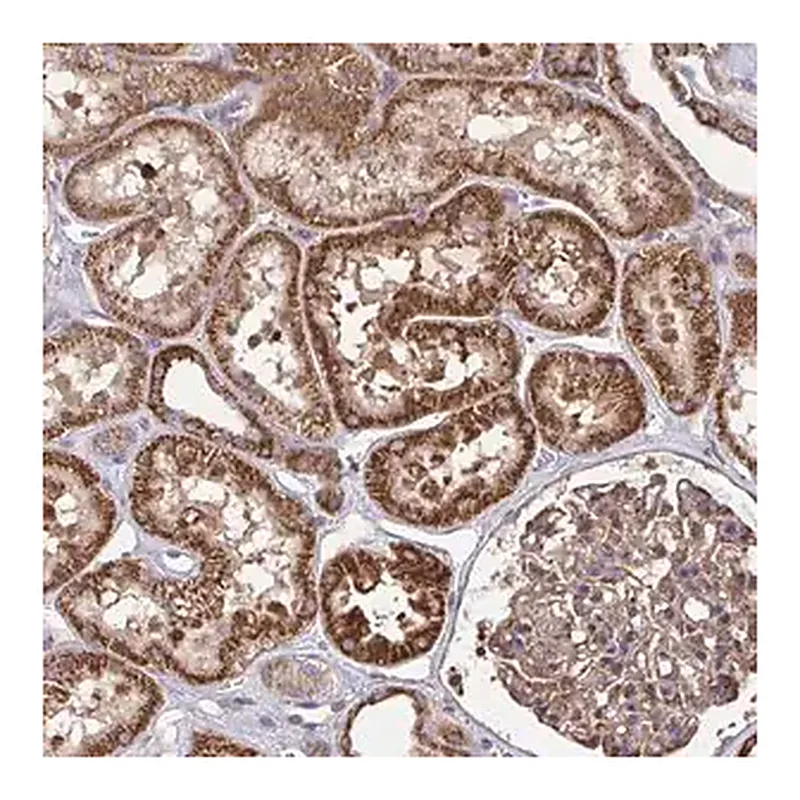 Merck Anti-NMNAT3 antibody produced in rabbit