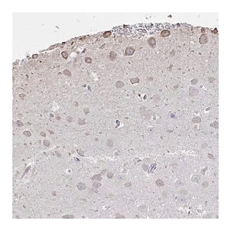 Merck Anti-C20orf24 antibody produced in rabbit