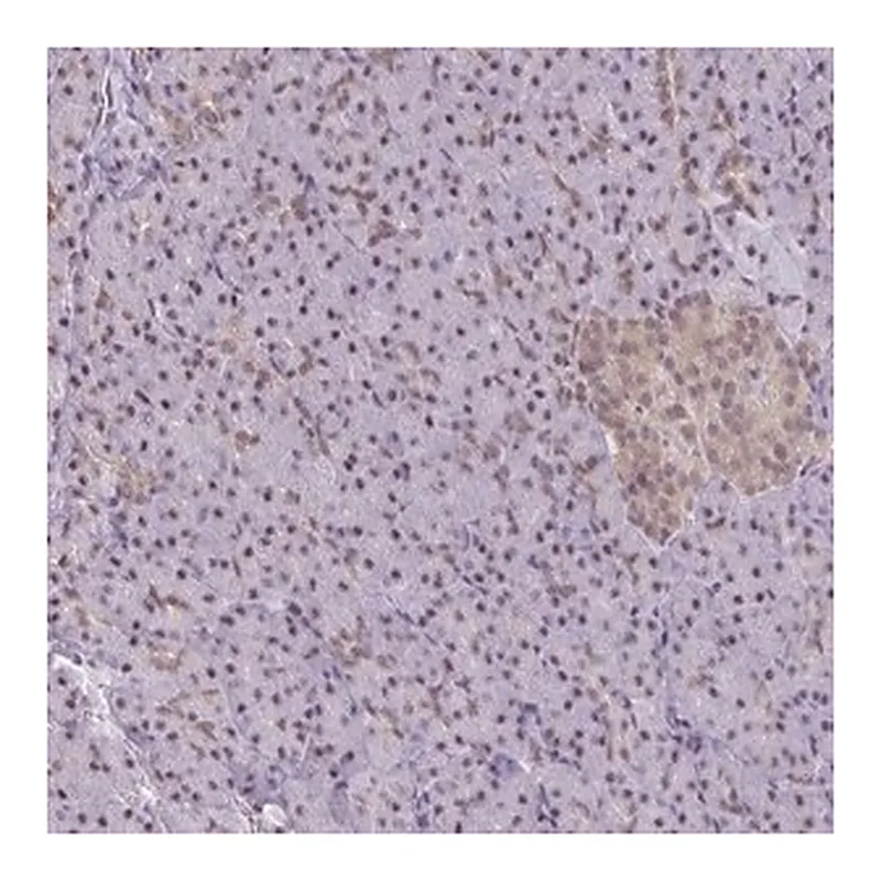Merck Anti-ING4 antibody produced in rabbit