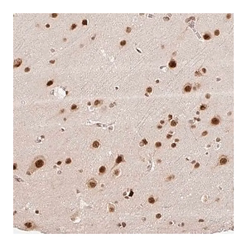 Merck Anti-INTS8 antibody produced in rabbit