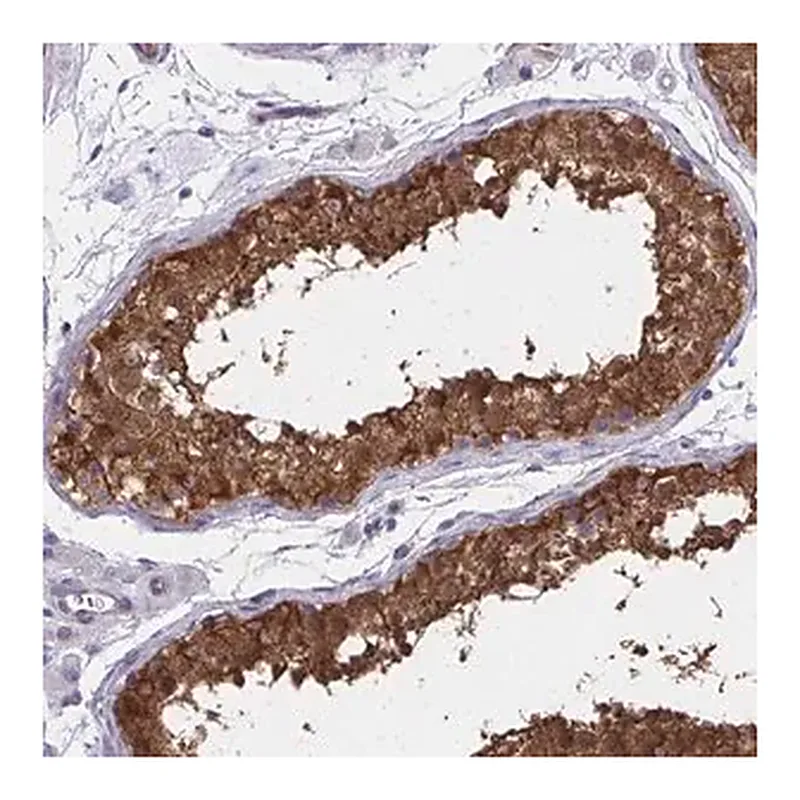 Merck Anti-ADAMTSL1 antibody produced in rabbit