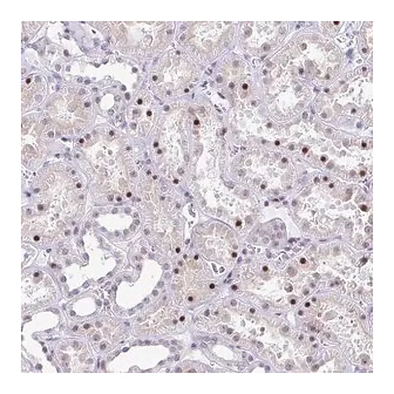 Merck Anti-WDR72 antibody produced in rabbit