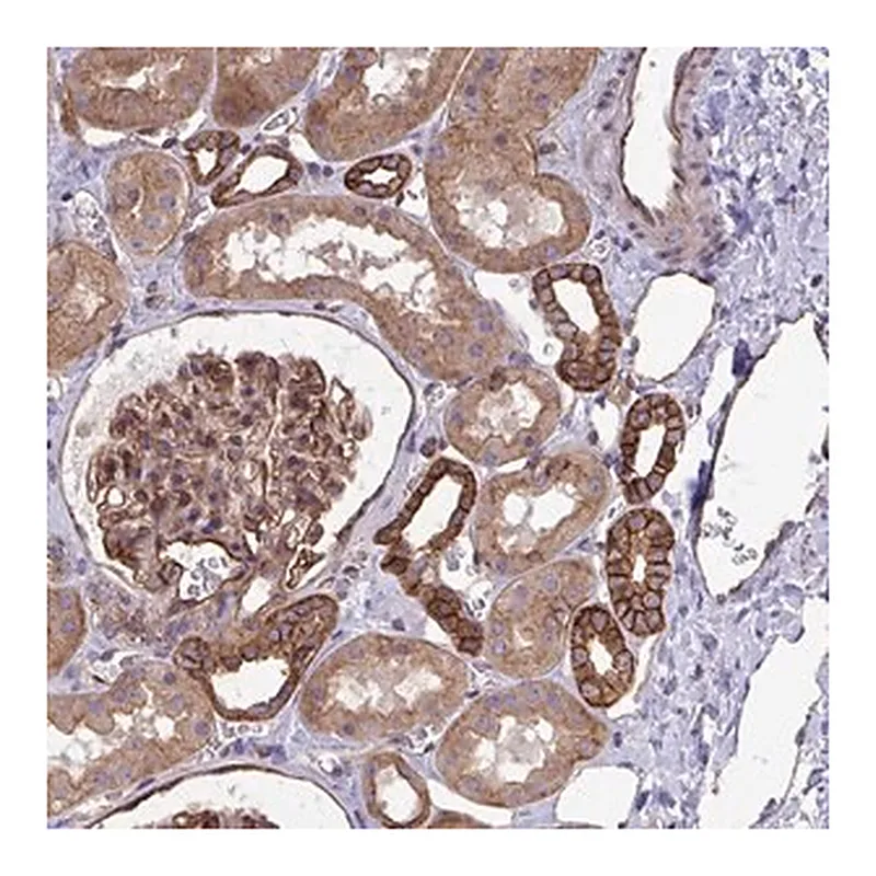 Merck Anti-C4orf36 antibody produced in rabbit