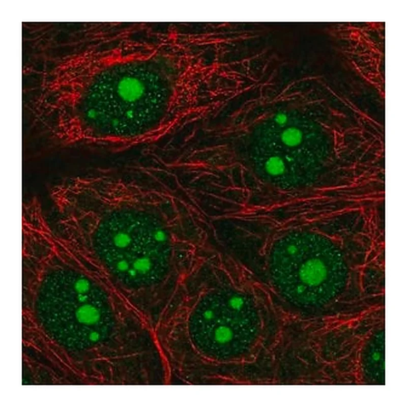 Merck Anti-OLFM1 antibody produced in rabbit