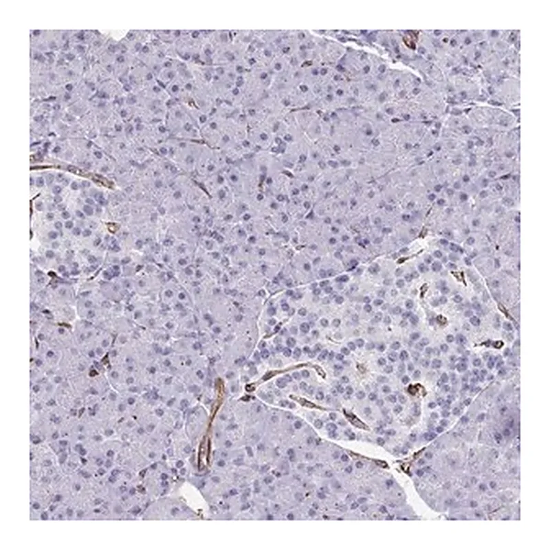 Merck Anti-SLC35B1 antibody produced in rabbit