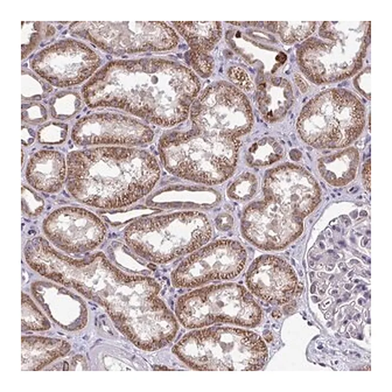 Merck Anti-XAF1 antibody produced in rabbit
