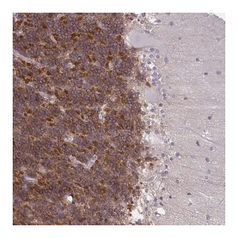 Merck Anti-GPRIN3 antibody produced in rabbit