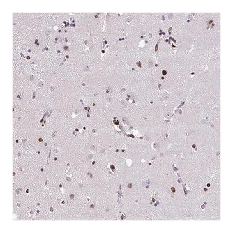 Merck Anti-ISL1 antibody produced in rabbit