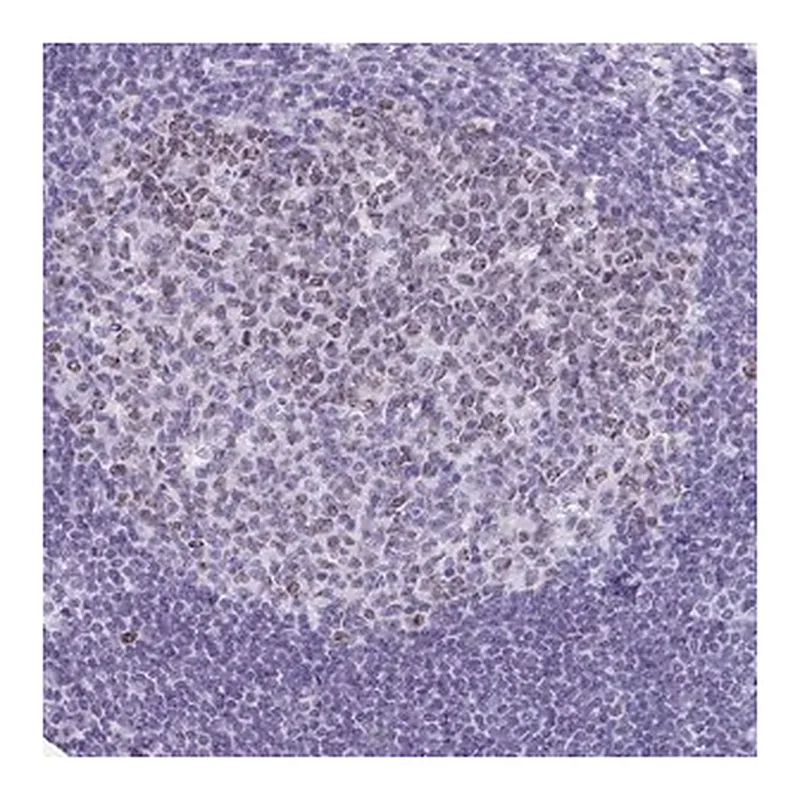 Merck Anti-SUZ12 antibody produced in rabbit