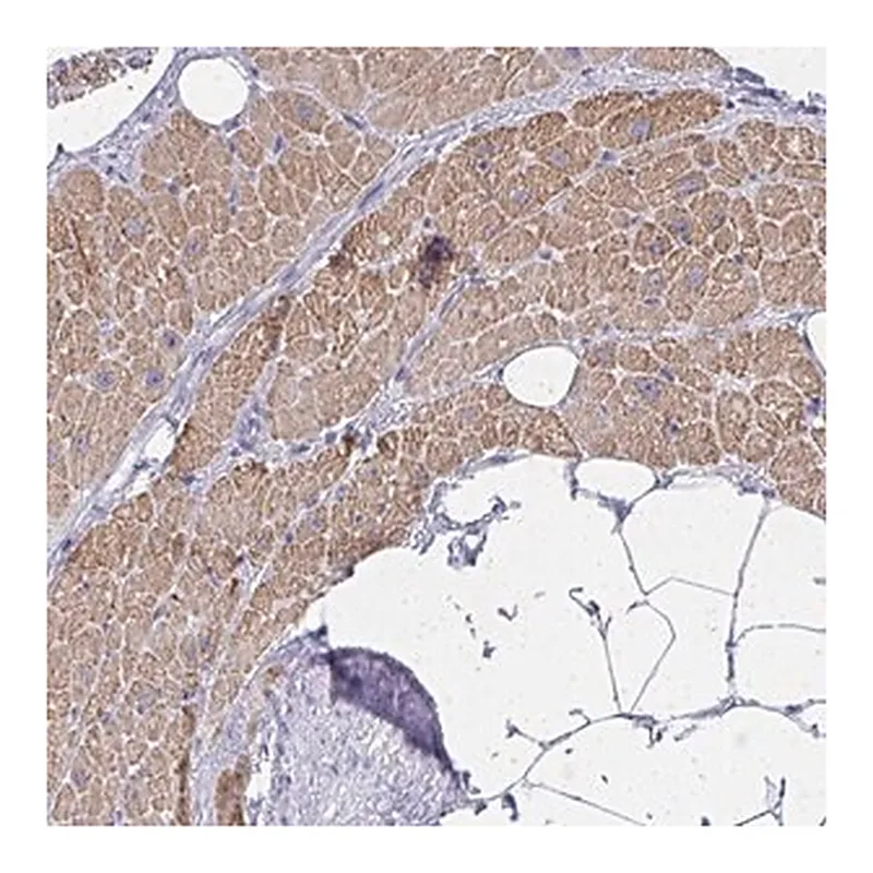 Merck Anti-ZNF805 antibody produced in rabbit