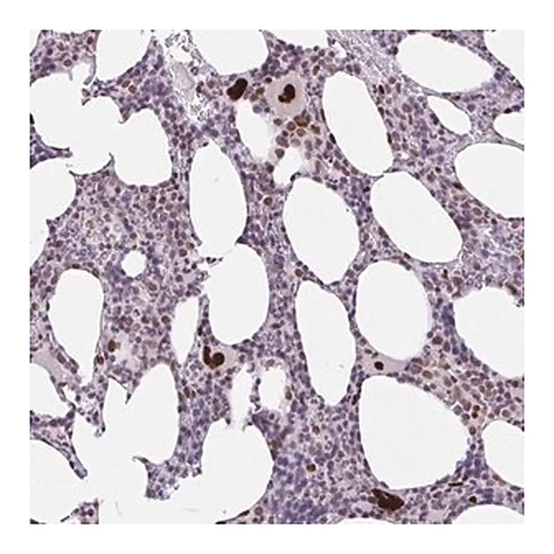 Merck Anti-CLP1 antibody produced in rabbit
