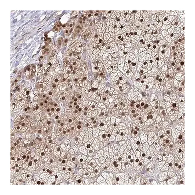 Merck Anti-ACD antibody produced in rabbit