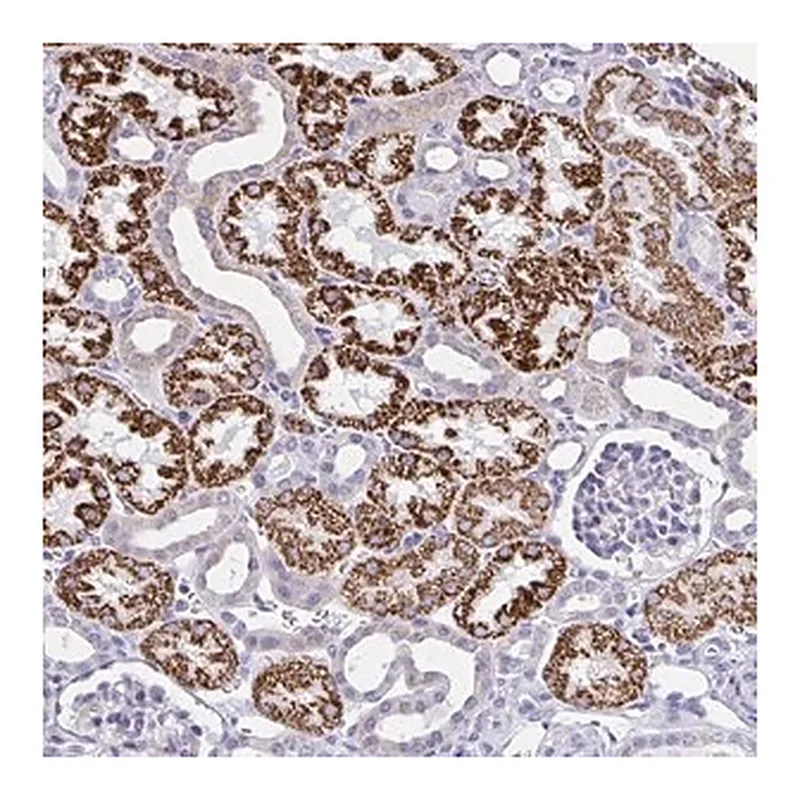 Merck Anti-RNF183 antibody produced in rabbit