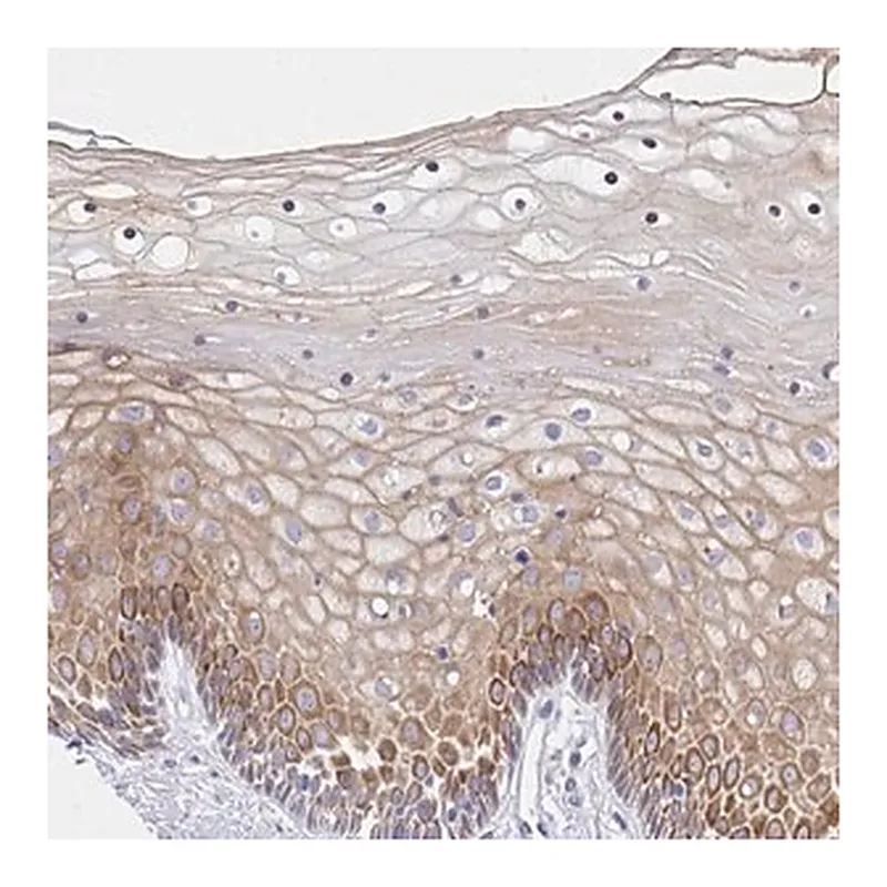 Merck Anti-ADRA2C antibody produced in rabbit