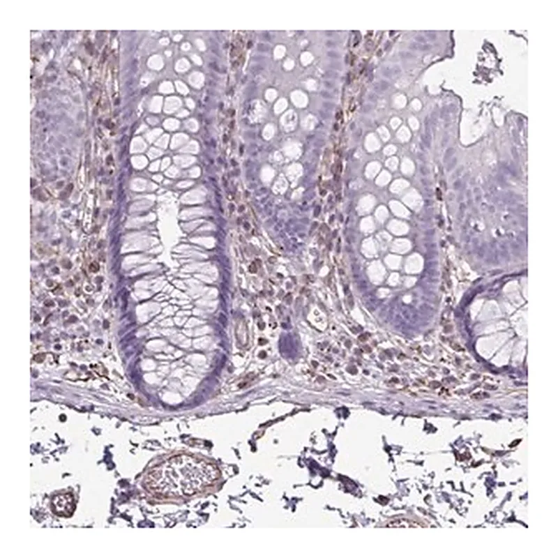 Merck Anti-TMEM86B antibody produced in rabbit