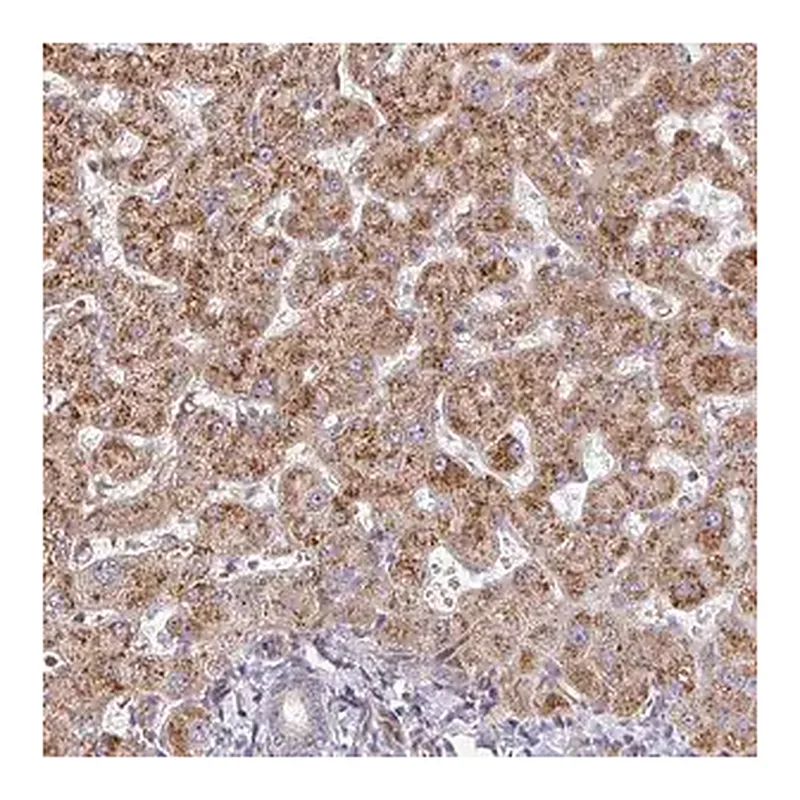 Merck Anti-ZNF644 antibody produced in rabbit