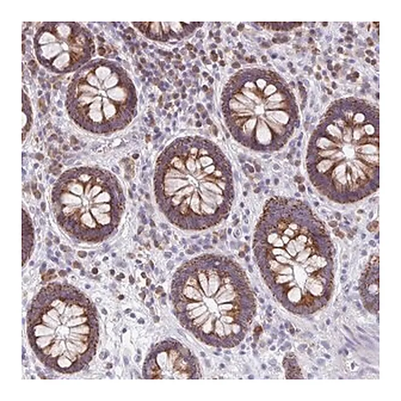Merck Anti-MRPL11 antibody produced in rabbit