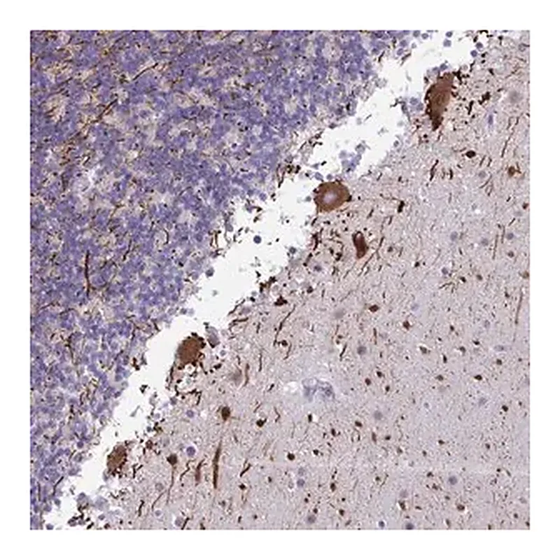 Merck Anti-NAA30 antibody produced in rabbit