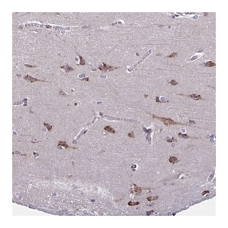 Merck Anti-C19orf35 antibody produced in rabbit