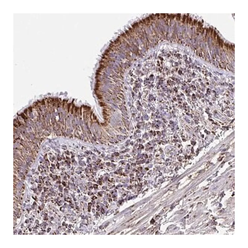 Merck Anti-PCMTD2 antibody produced in rabbit