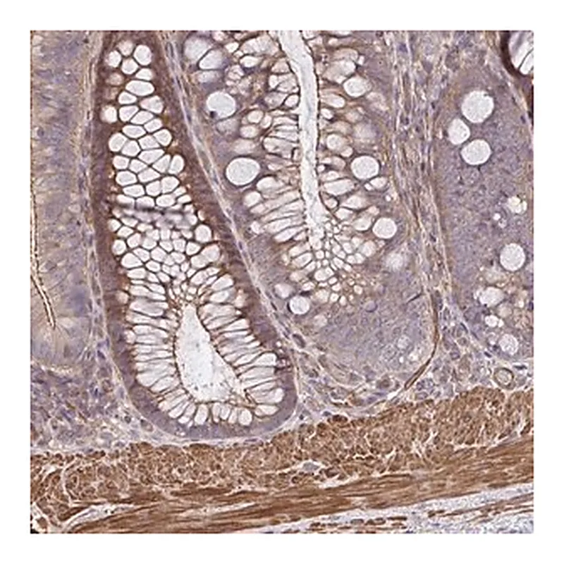 Merck Anti-ZNF696 antibody produced in rabbit