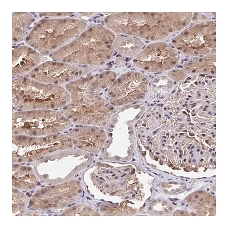 Merck Anti-C5orf24 antibody produced in rabbit