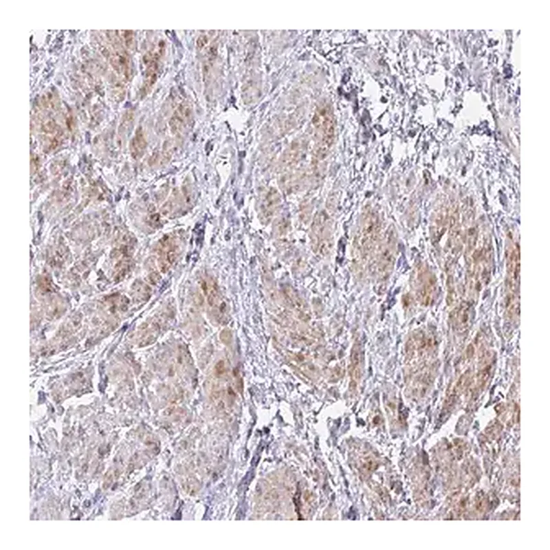 Merck Anti-S100A7L2 antibody produced in rabbit