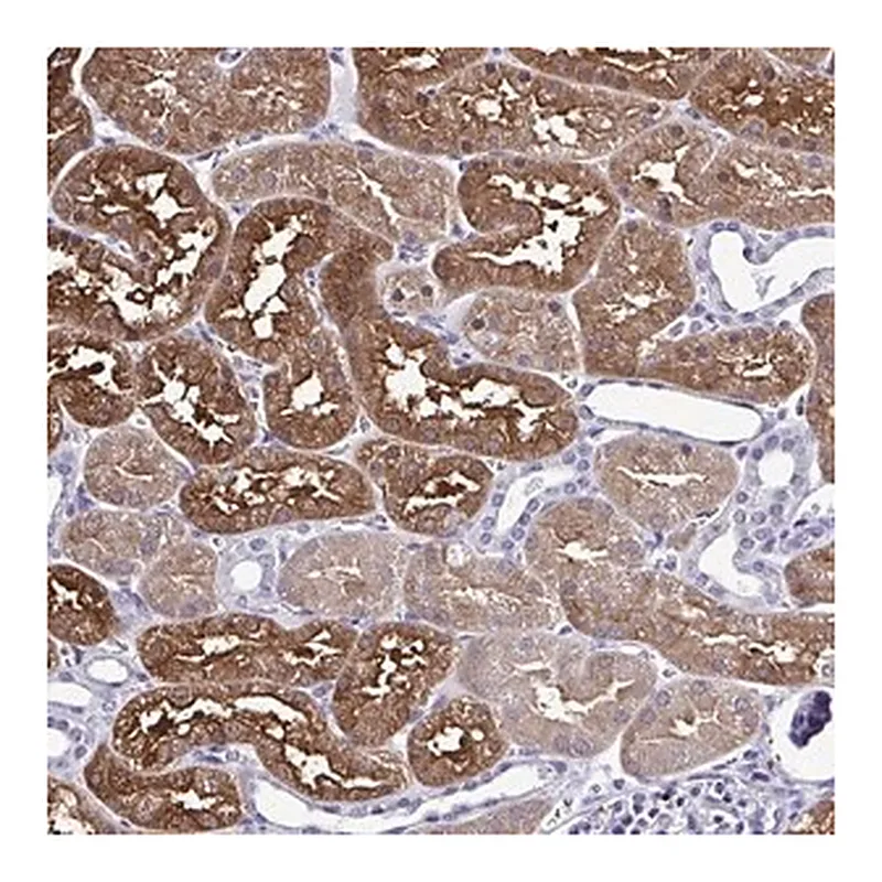 Merck Anti-RASL11B antibody produced in rabbit