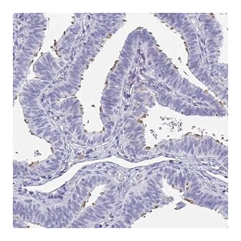 Merck Anti-MORN2 antibody produced in rabbit