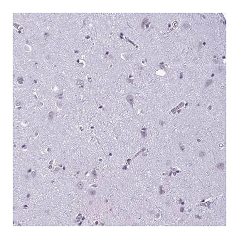 Merck Anti-C1QL2 antibody produced in rabbit