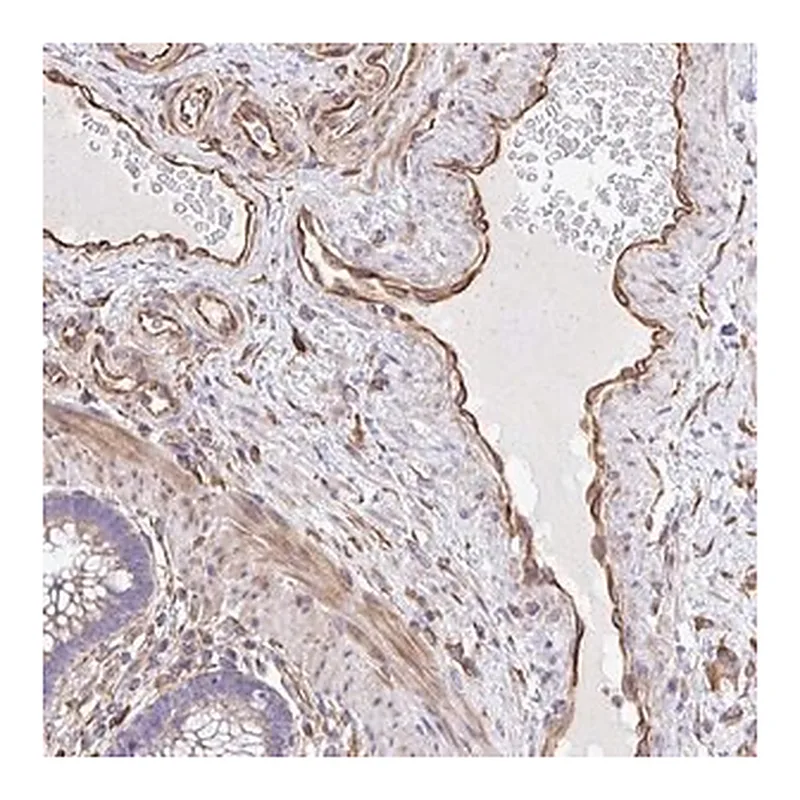 Merck Anti-RNF103 antibody produced in rabbit
