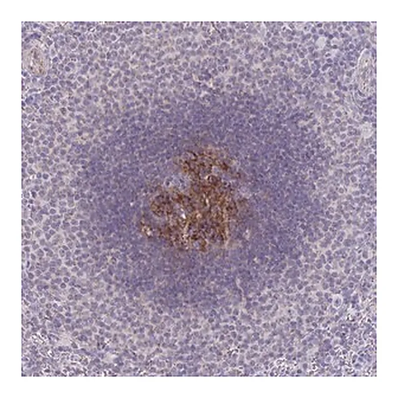 Merck Anti-IL37 antibody produced in rabbit