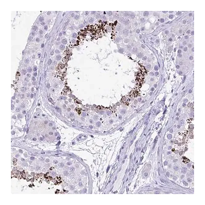 Merck Anti-MON1A antibody produced in rabbit