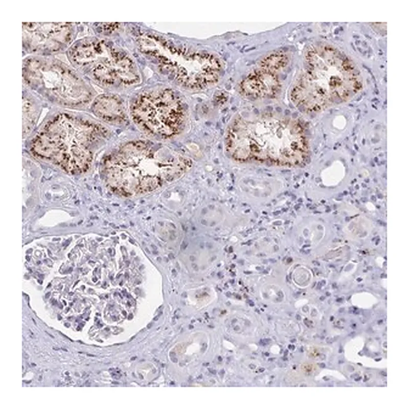 Merck Anti-FAM219B antibody produced in rabbit