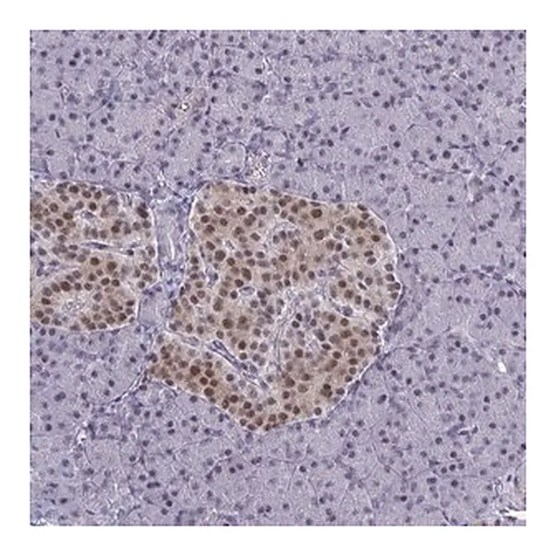 Merck Anti-BCL7B antibody produced in rabbit