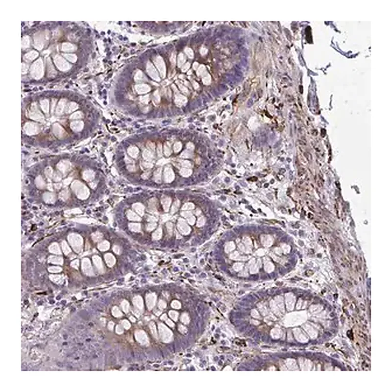 Merck Anti-BEND5 antibody produced in rabbit