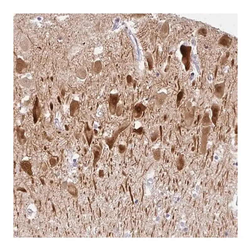 Merck Anti-COX7B antibody produced in rabbit
