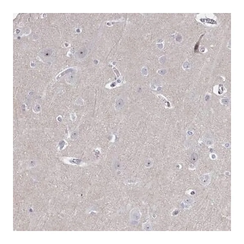 Merck Anti-CENPT antibody produced in rabbit