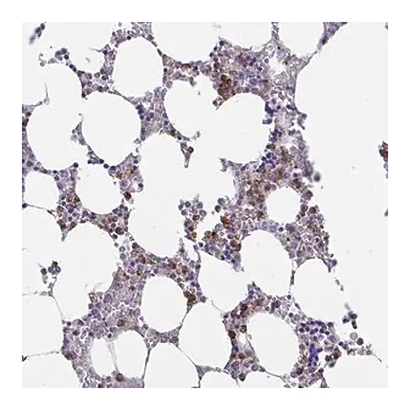 Merck Anti-ZNHIT2 antibody produced in rabbit