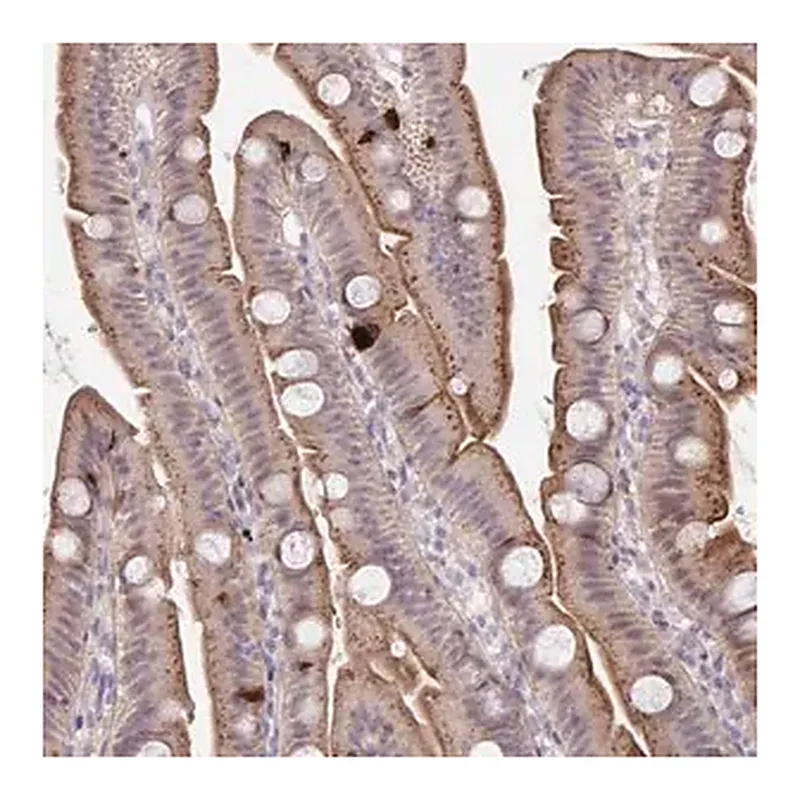 Merck Anti-PRSS33 antibody produced in rabbit