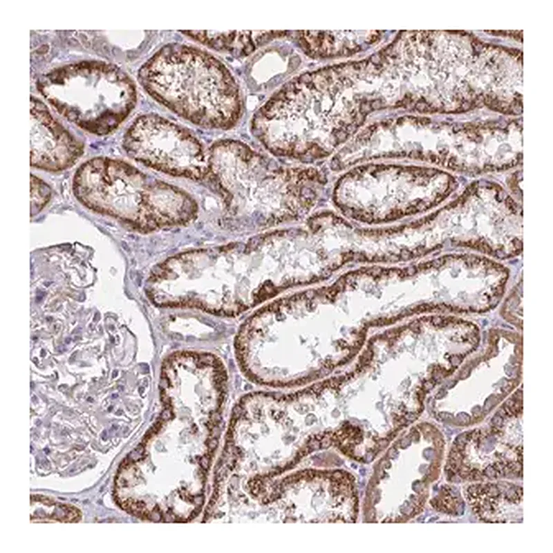 Merck Anti-SARDH antibody produced in rabbit