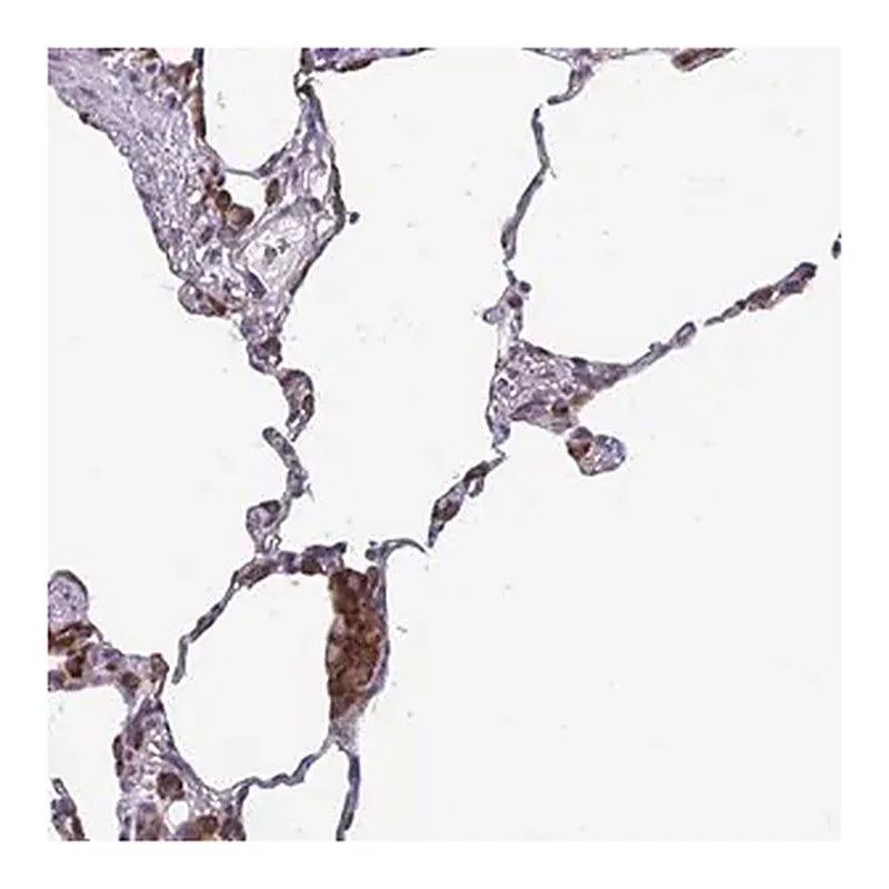 Merck Anti-SELENON antibody produced in rabbit