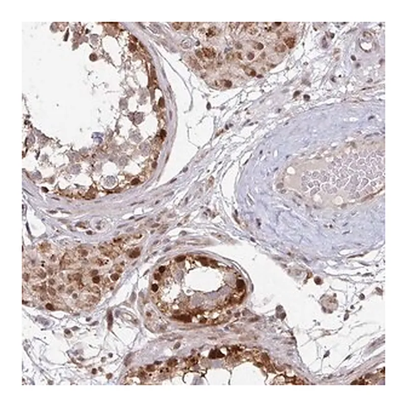 Merck Anti-RBBP5 antibody produced in rabbit