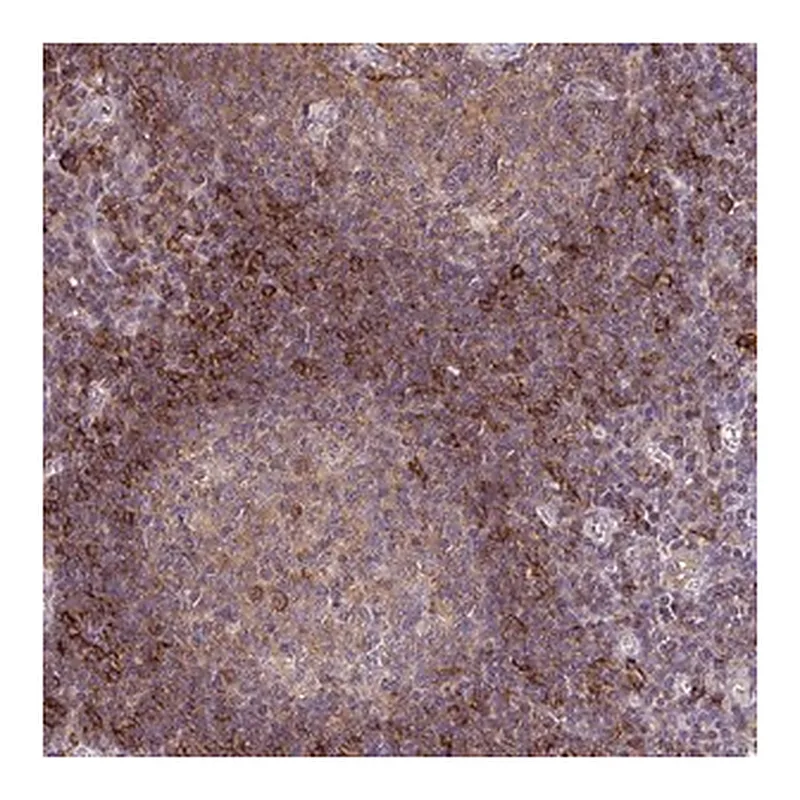 Merck Anti-SLC9A9 antibody produced in rabbit